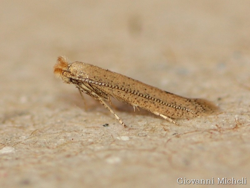 Gracillariidae. No, Bedellia sommulentella  (Bedellidae)